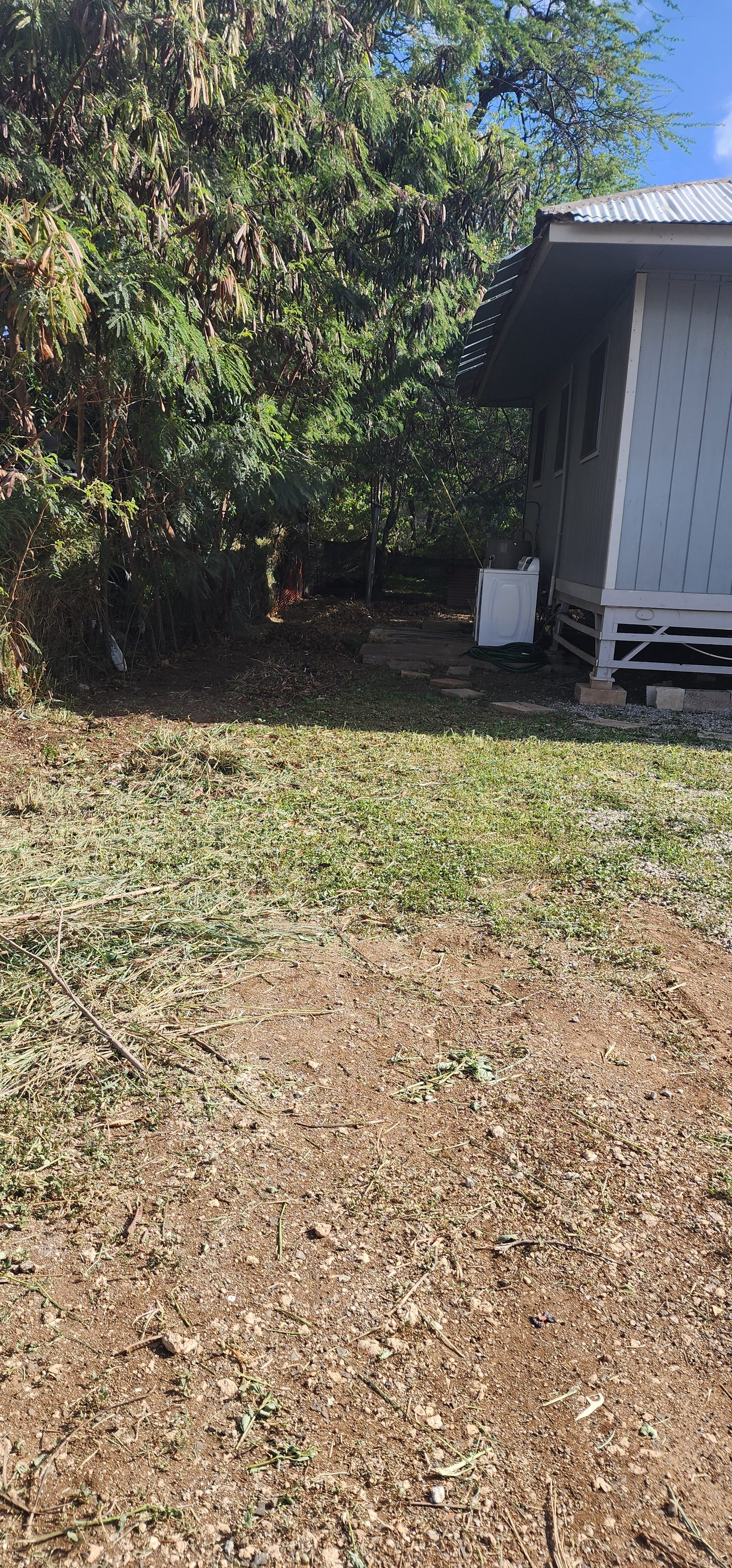 Overgrown property, March 2025